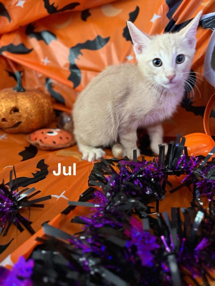 Jul, Adoptable, Kitten Male Tabby.