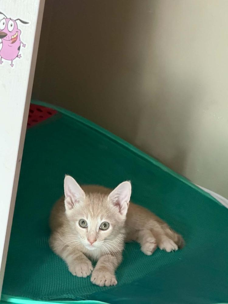 Enlarge Jul, a Adoptable Tabby in Orlando, FL image 3/4