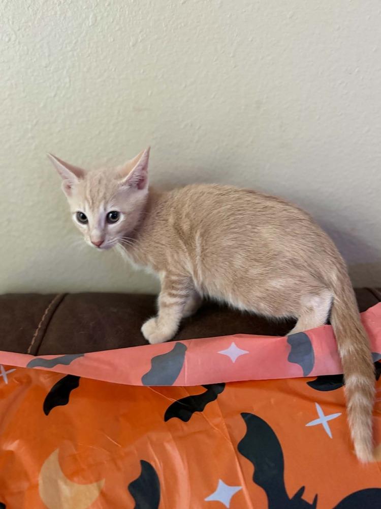 Enlarge Jul, a Adoptable Tabby in Orlando, FL image 4/4