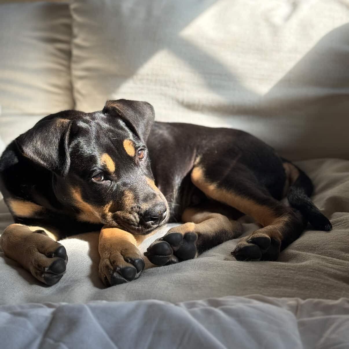 Ash~smart and playful, ADOPTABLE, Puppy Male Doberman Pinscher & Hound.