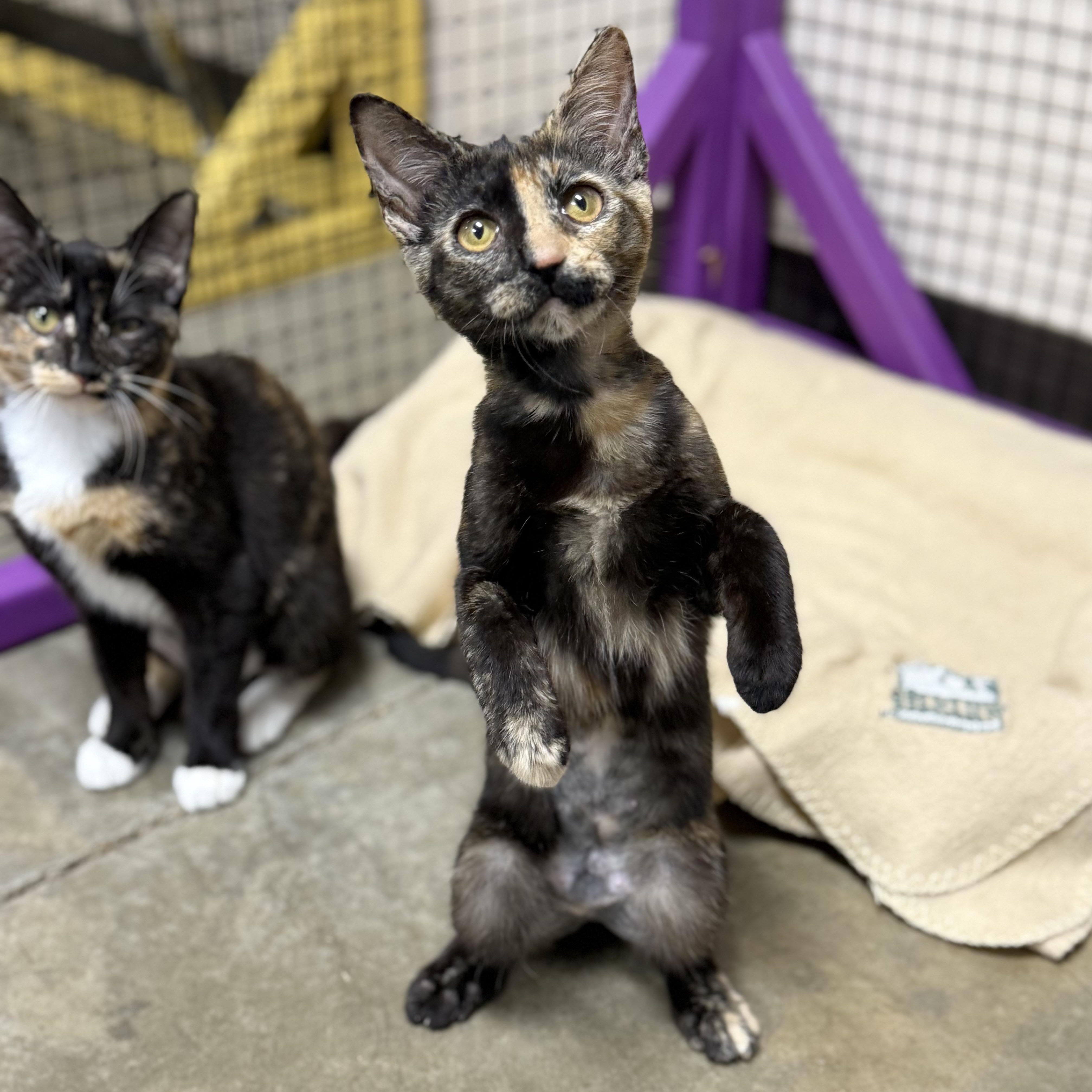 Enlarge Cheddar, a ADOPTABLE Tortoiseshell in Collierville, TN image 5/5