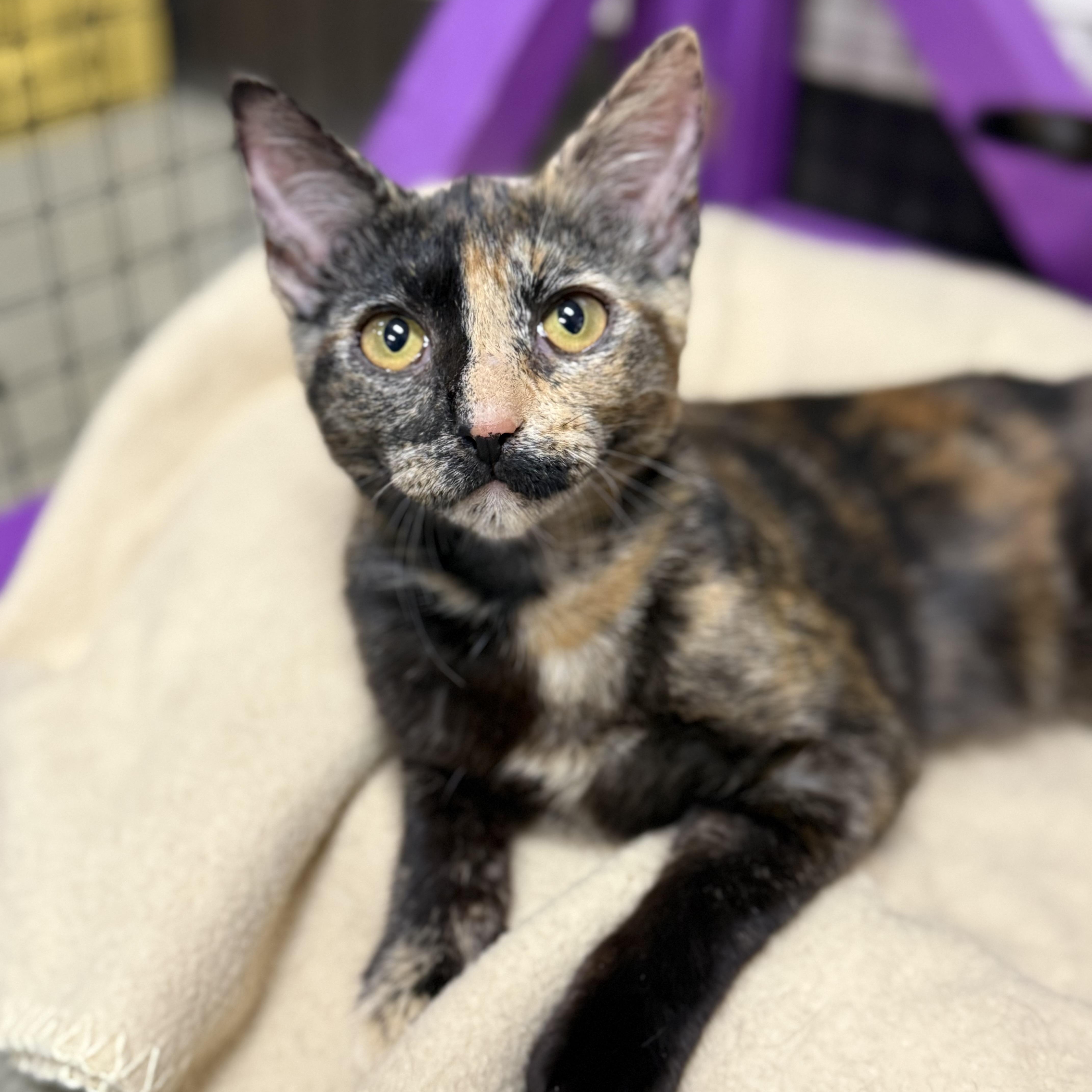 Enlarge Cheddar, a ADOPTABLE Tortoiseshell in Collierville, TN image 2/5
