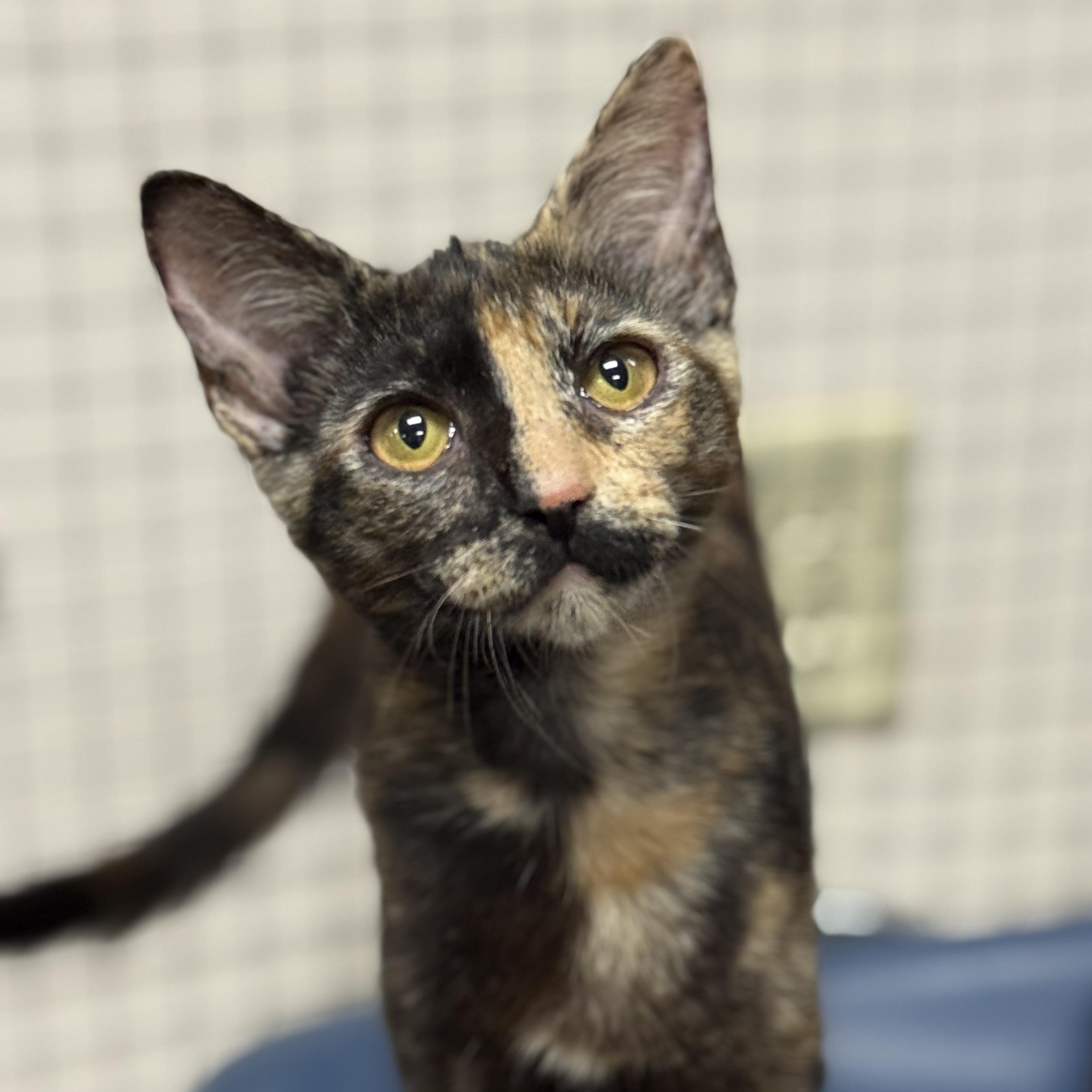 Enlarge Cheddar, a ADOPTABLE Tortoiseshell in Collierville, TN image 4/5