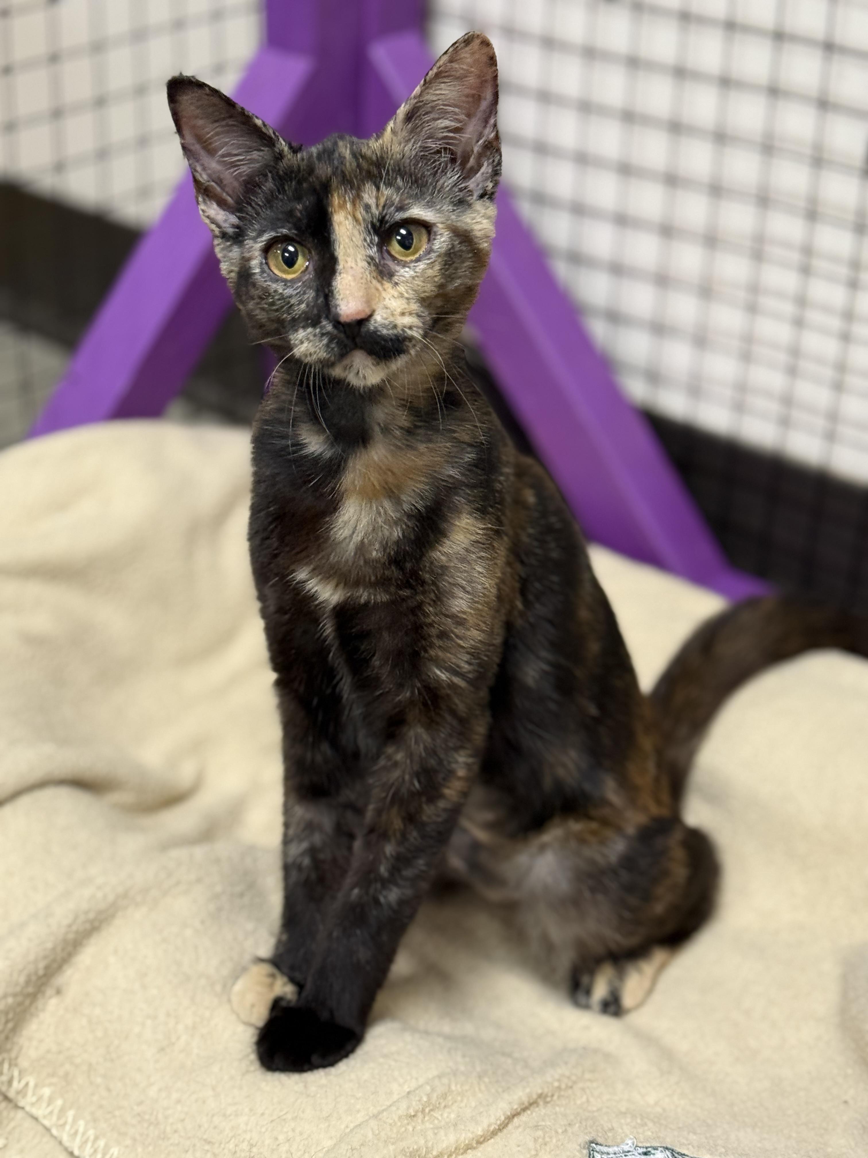 Enlarge Cheddar, a ADOPTABLE Tortoiseshell in Collierville, TN image 3/5