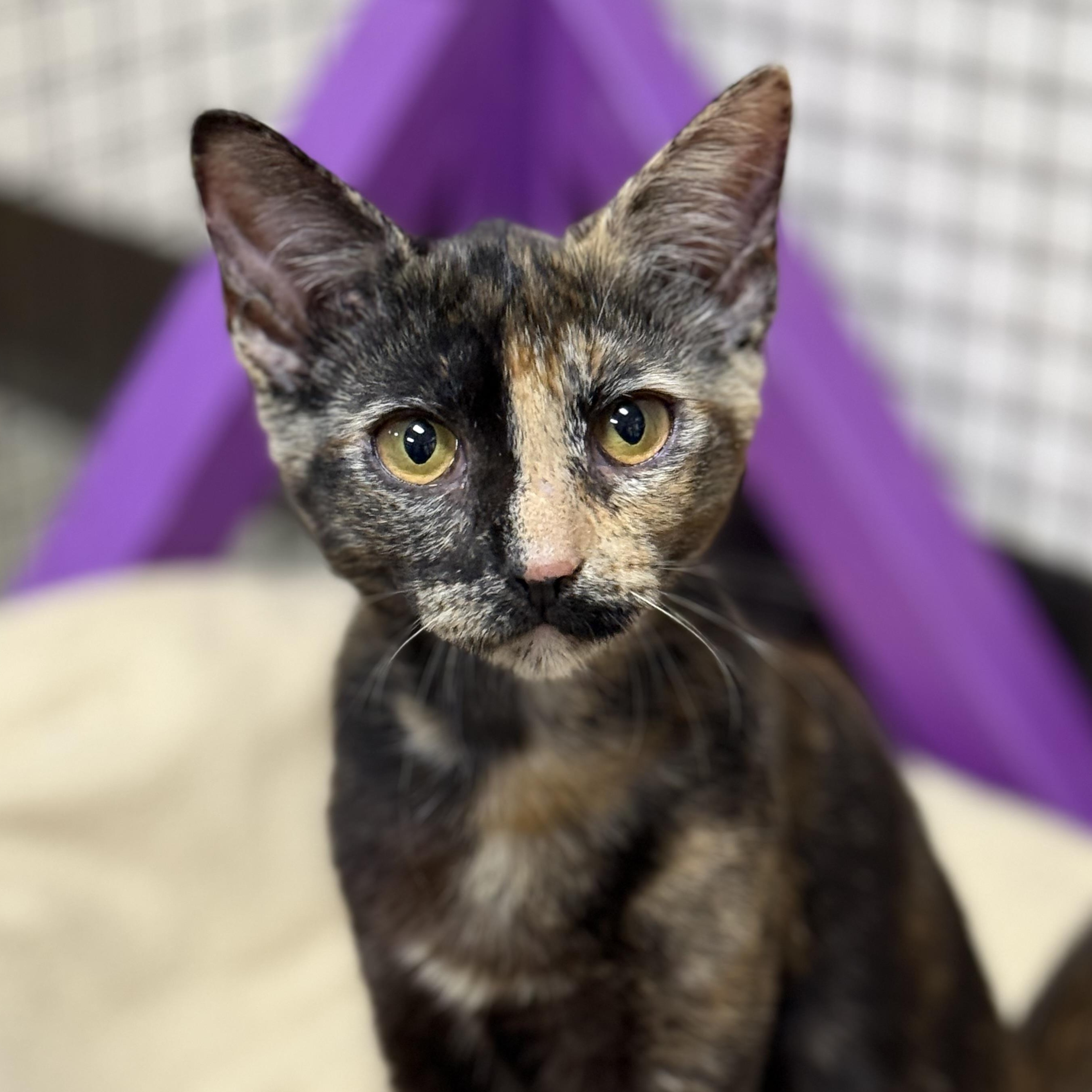 Enlarge Cheddar, a ADOPTABLE Tortoiseshell in Collierville, TN image 1/5