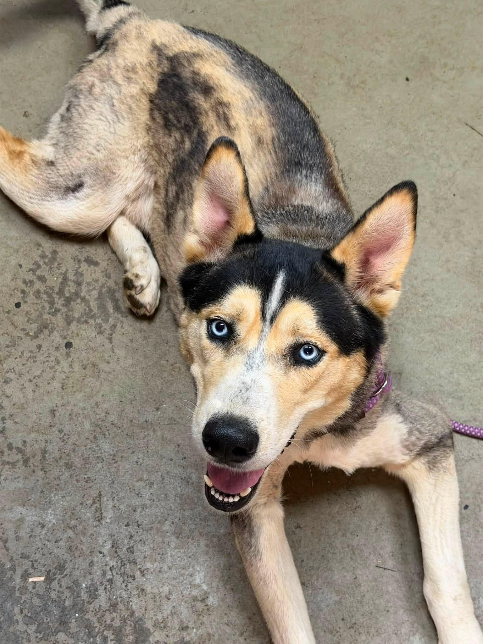 Gavin, Adoptable, Adult Male Husky & Alaskan Malamute.