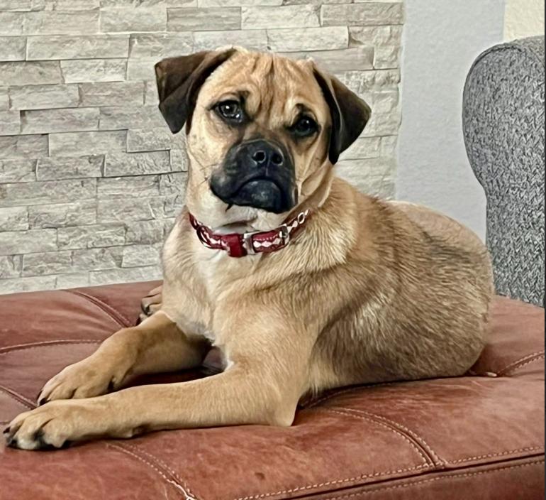 Dexter, ADOPTABLE, Young Male Pug & Mixed Breed.