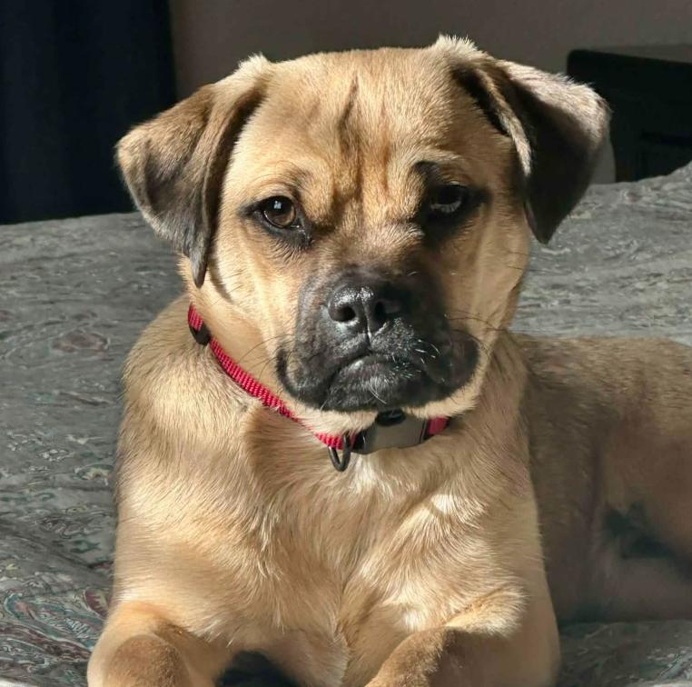Dexter, ADOPTABLE, Young Male Pug & Mixed Breed.