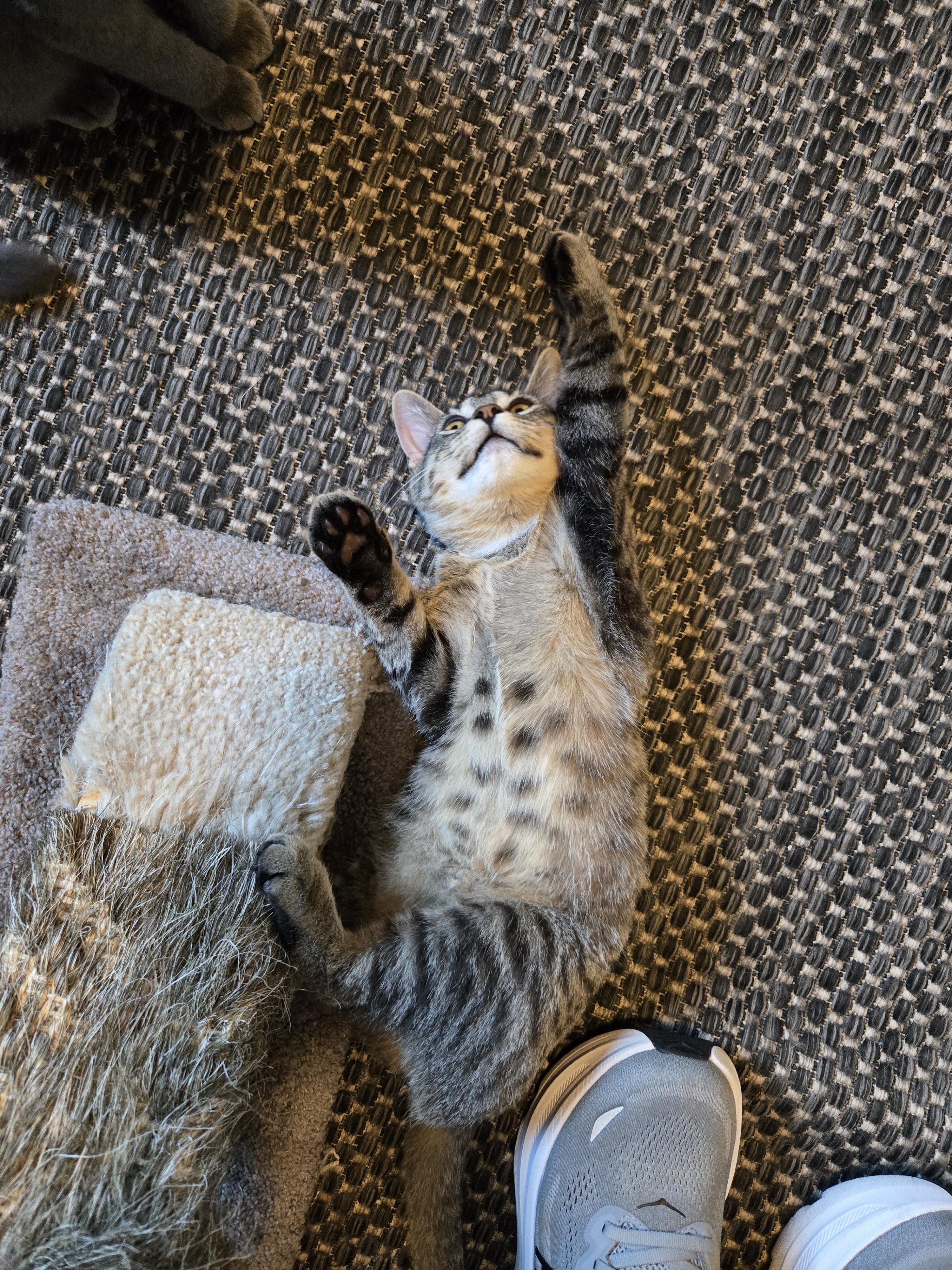 Enlarge Sconnie, a Adoptable Domestic Short Hair in Mineral Point, WI image 5/5