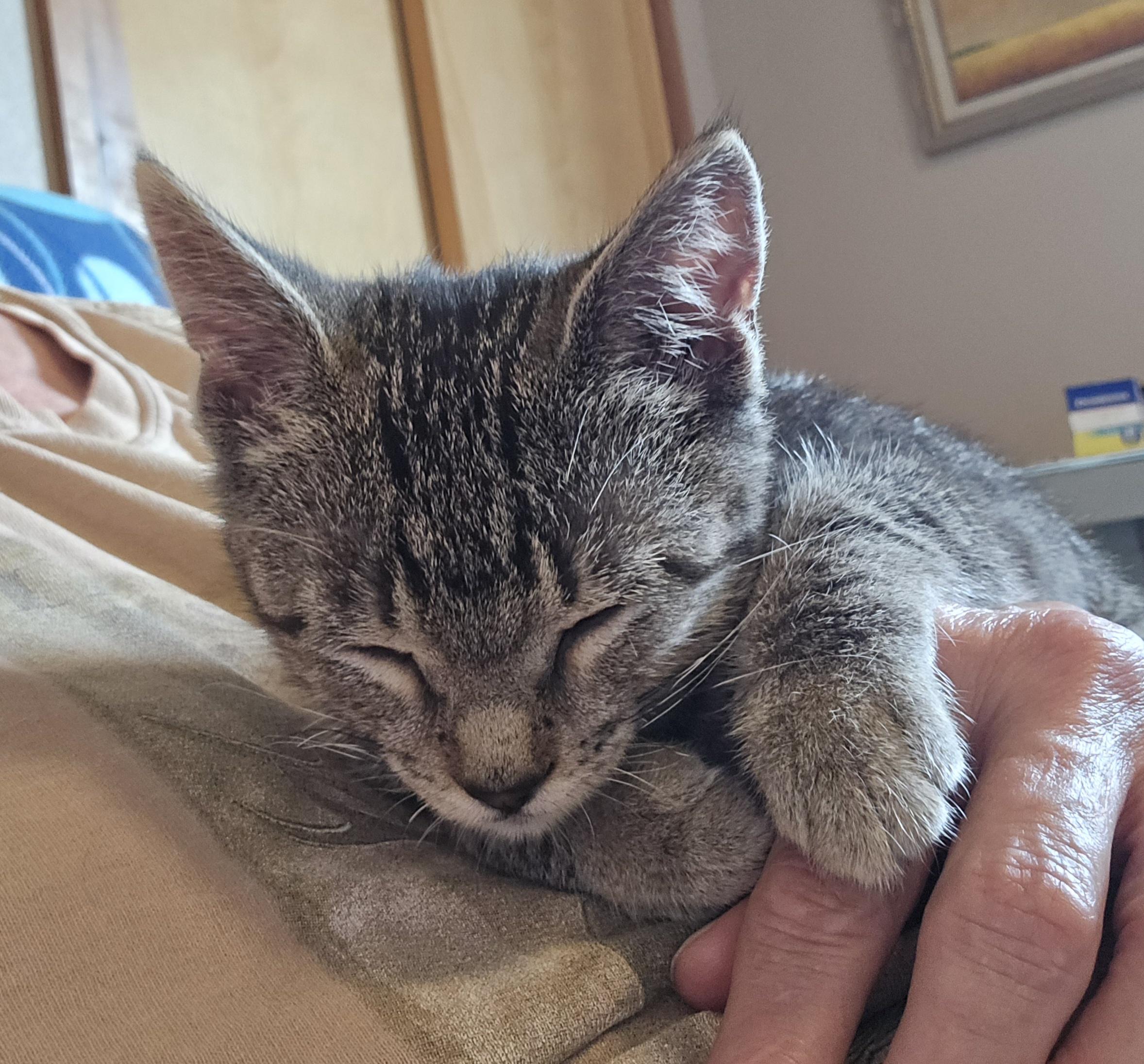 Sconnie, Adoptable, Kitten Female Domestic Short Hair.