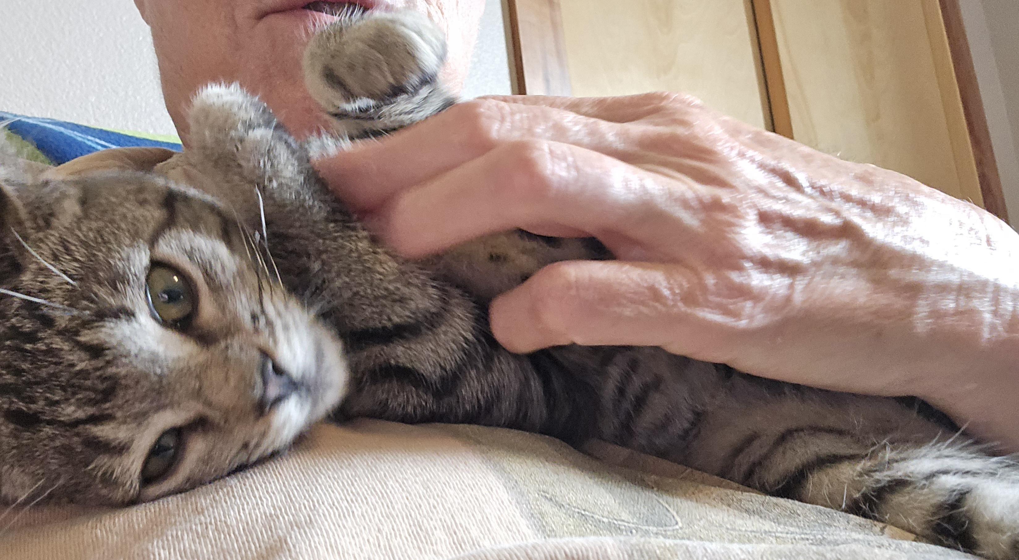 Enlarge Sconnie, a Adoptable Domestic Short Hair in Mineral Point, WI image 2/5