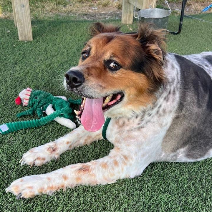 Chester — thumbnail 5