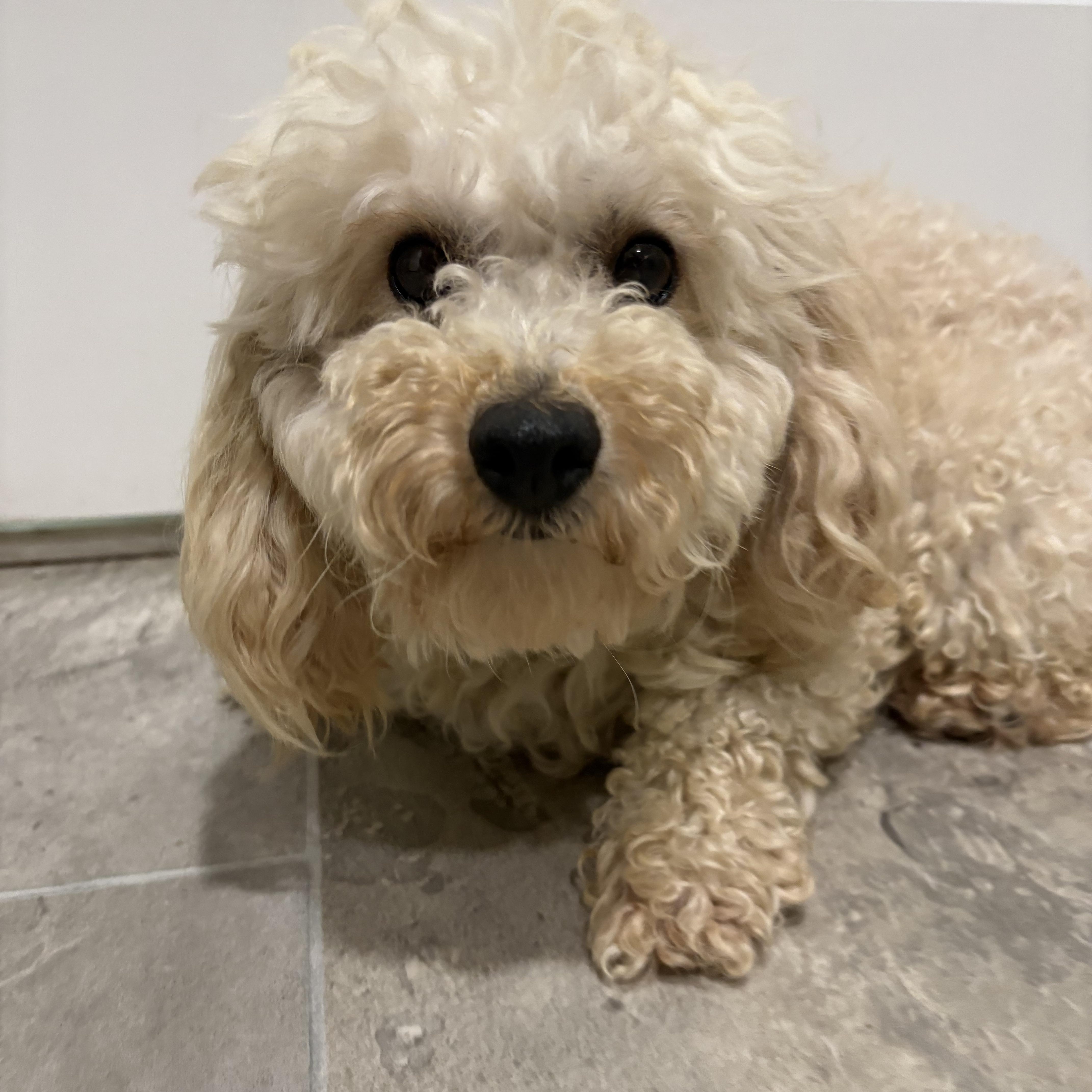 Toasty, an adopted Miniature Poodle in Grant, NE image 2/2