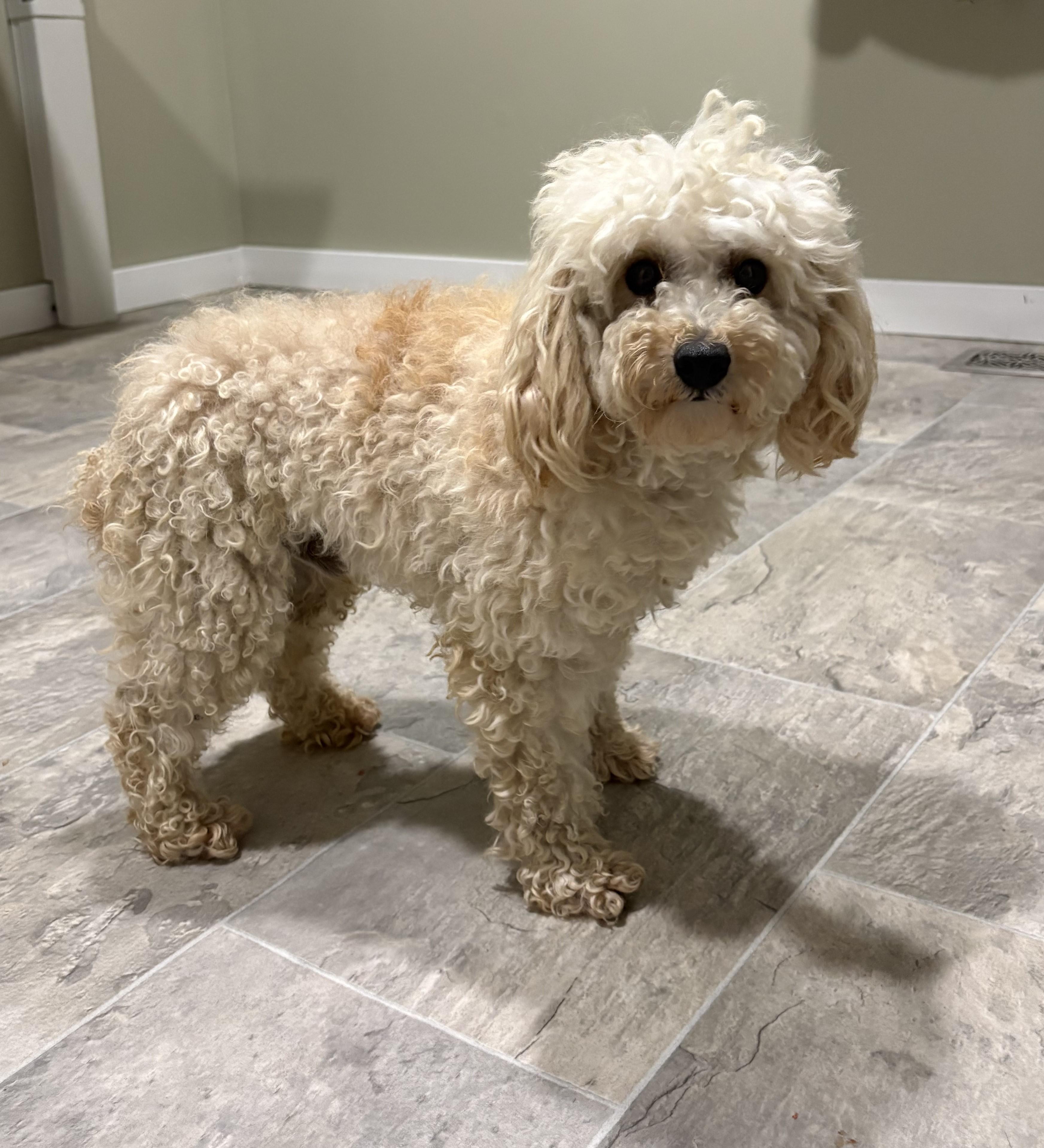 Toasty, adopted, Young Male Miniature Poodle.