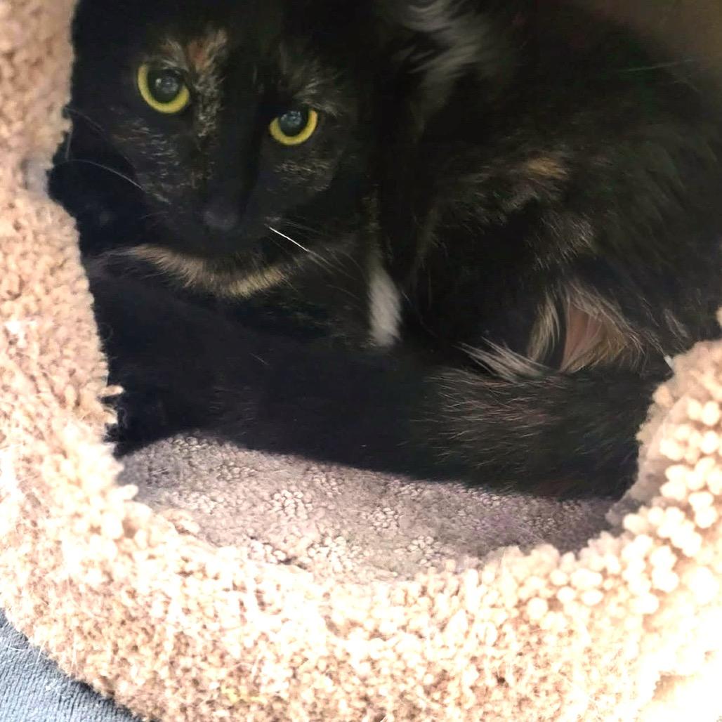 Aurora, Adoptable, Young Female Domestic Short Hair.