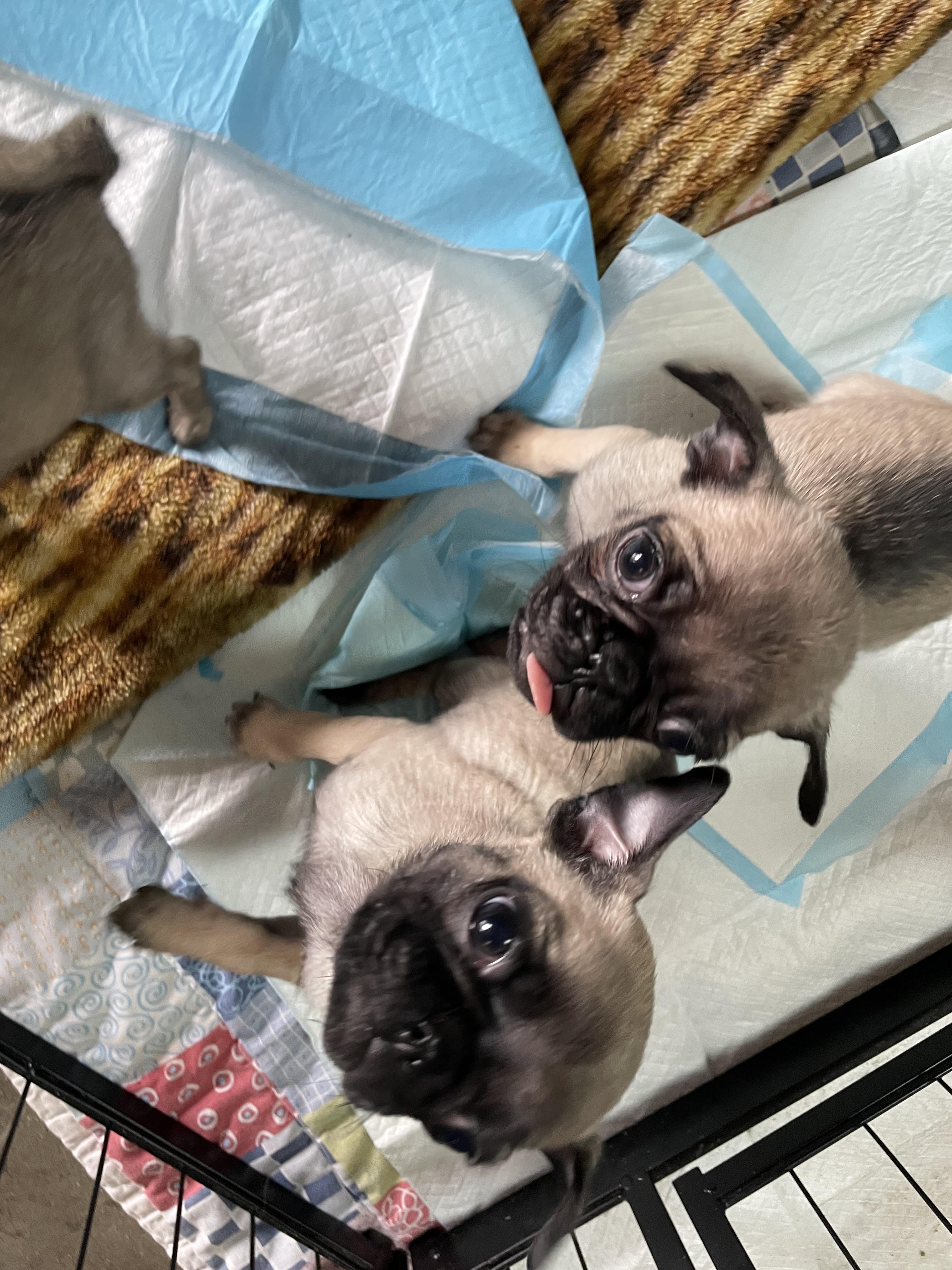Pug puppy pack photo 2