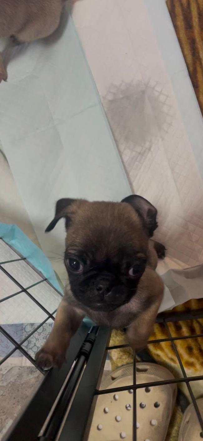 Pug puppy pack photo 3