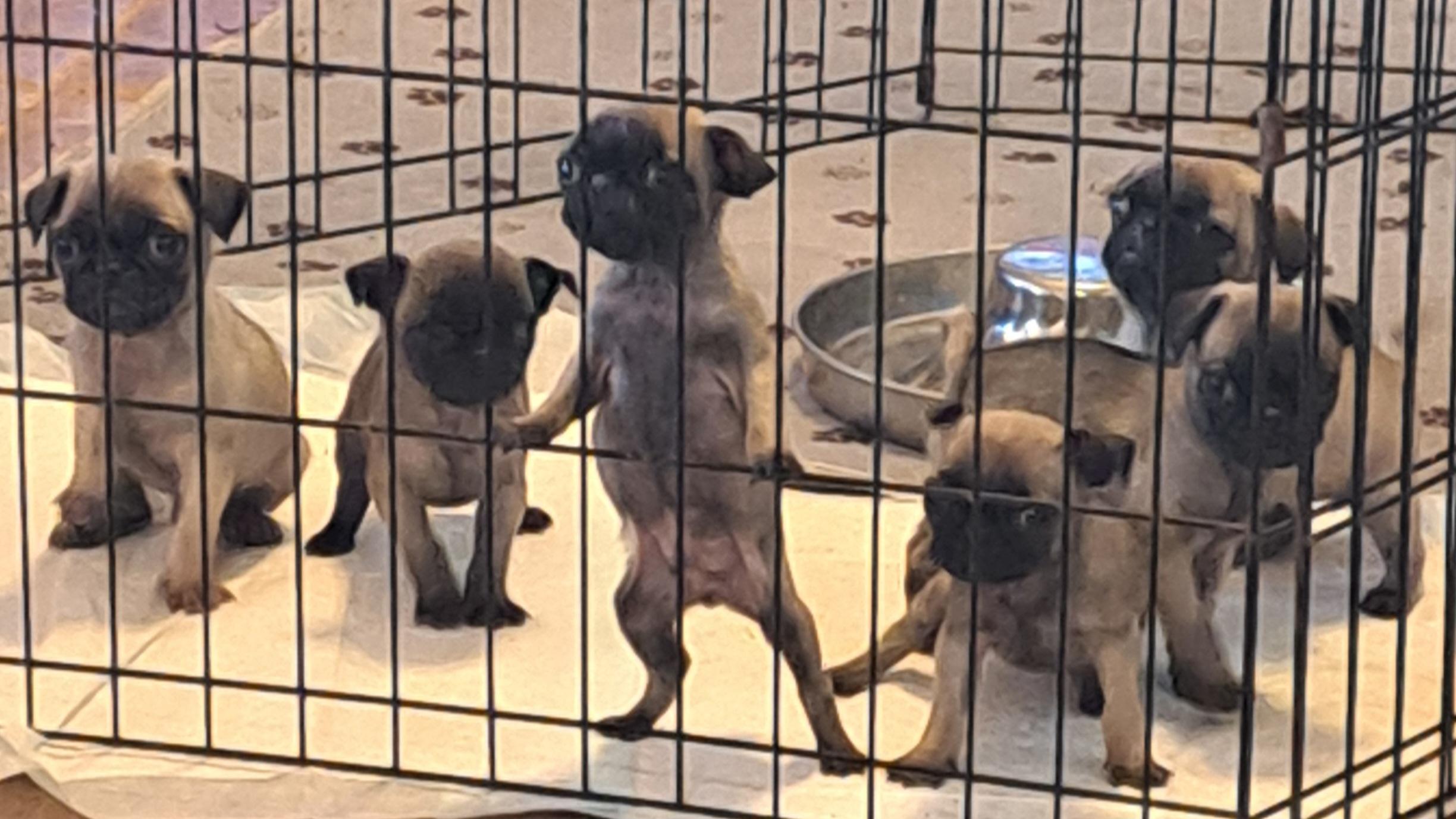 Pug puppy pack, Baby Female unknown