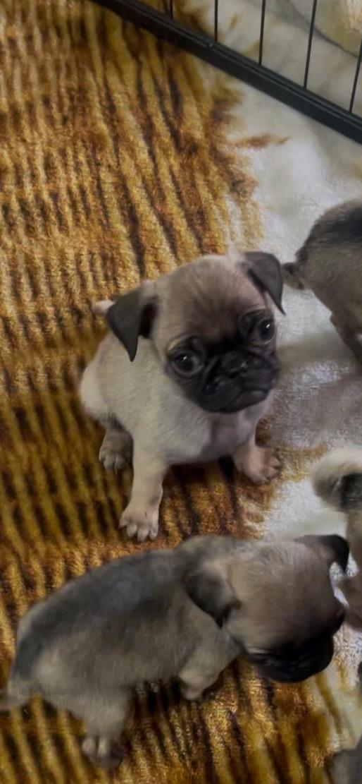 Pug puppy pack photo 4