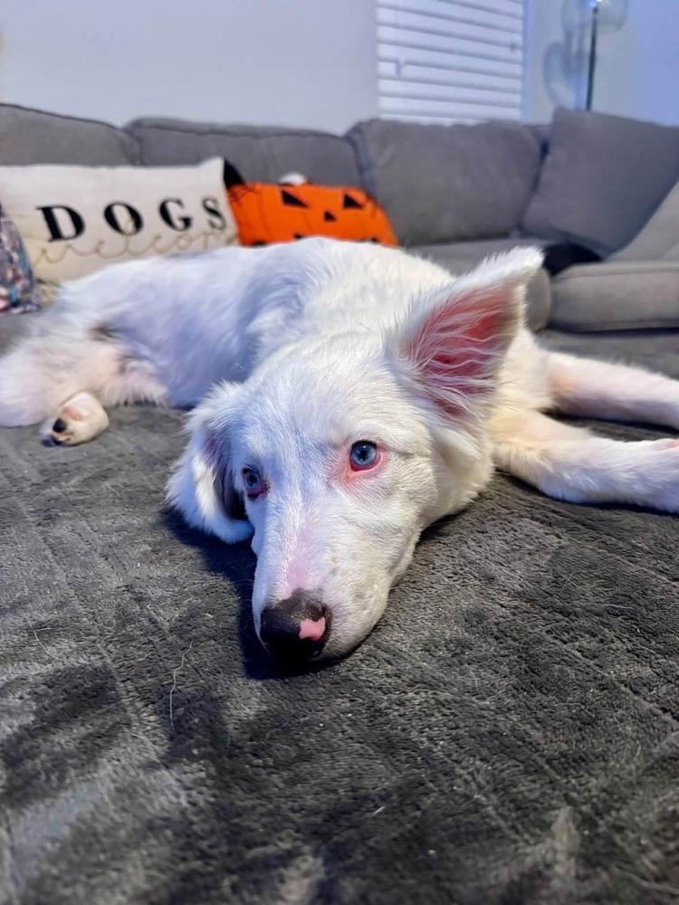 Spirit, Adoptable, Puppy Female Australian Shepherd.