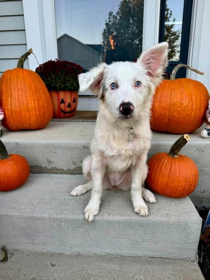 Enlarge Spirit, a Adoptable Australian Shepherd in Grove City, OH image 2/6