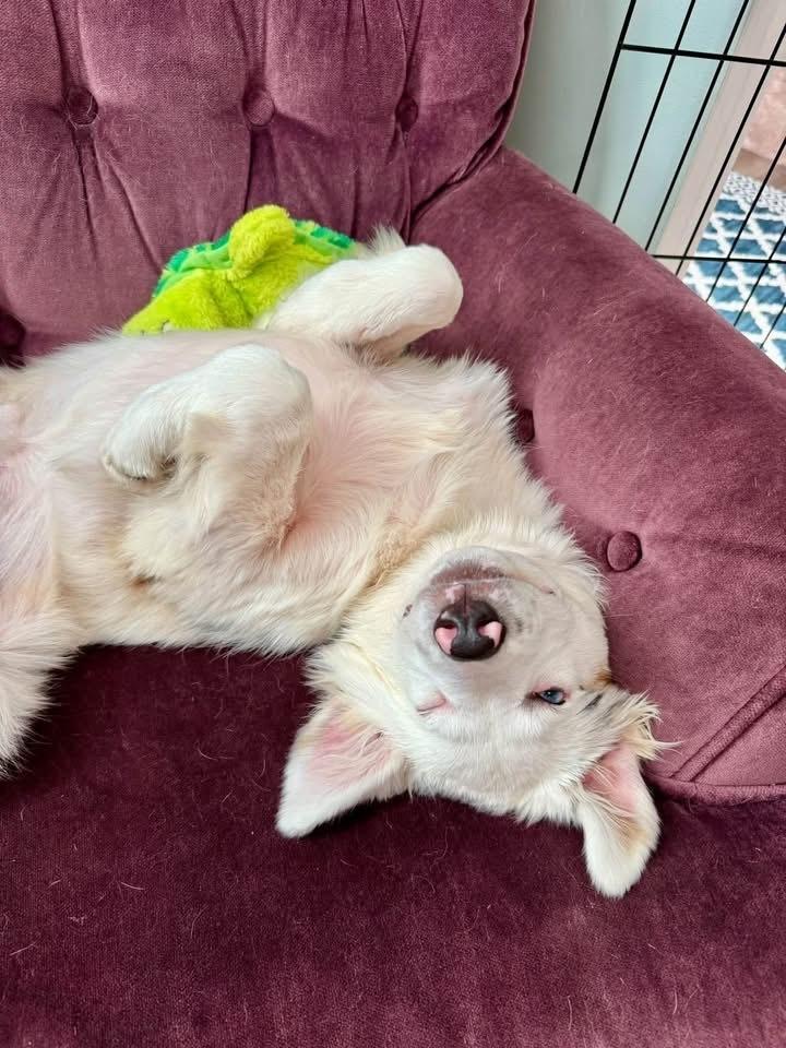 Enlarge Spirit, a Adoptable Australian Shepherd in Grove City, OH image 3/6