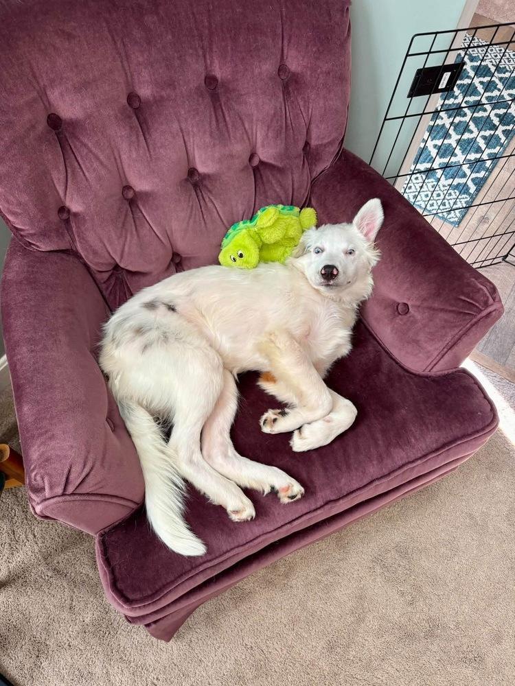 Enlarge Spirit, a Adoptable Australian Shepherd in Grove City, OH image 4/6