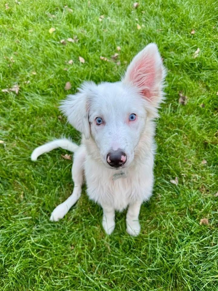 Enlarge Spirit, a Adoptable Australian Shepherd in Grove City, OH image 5/6