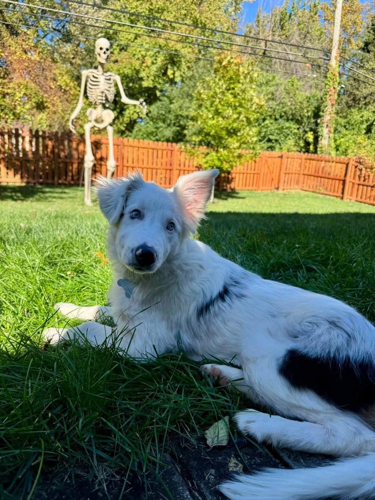 Enlarge Spirit, a Adoptable Australian Shepherd in Grove City, OH image 6/6