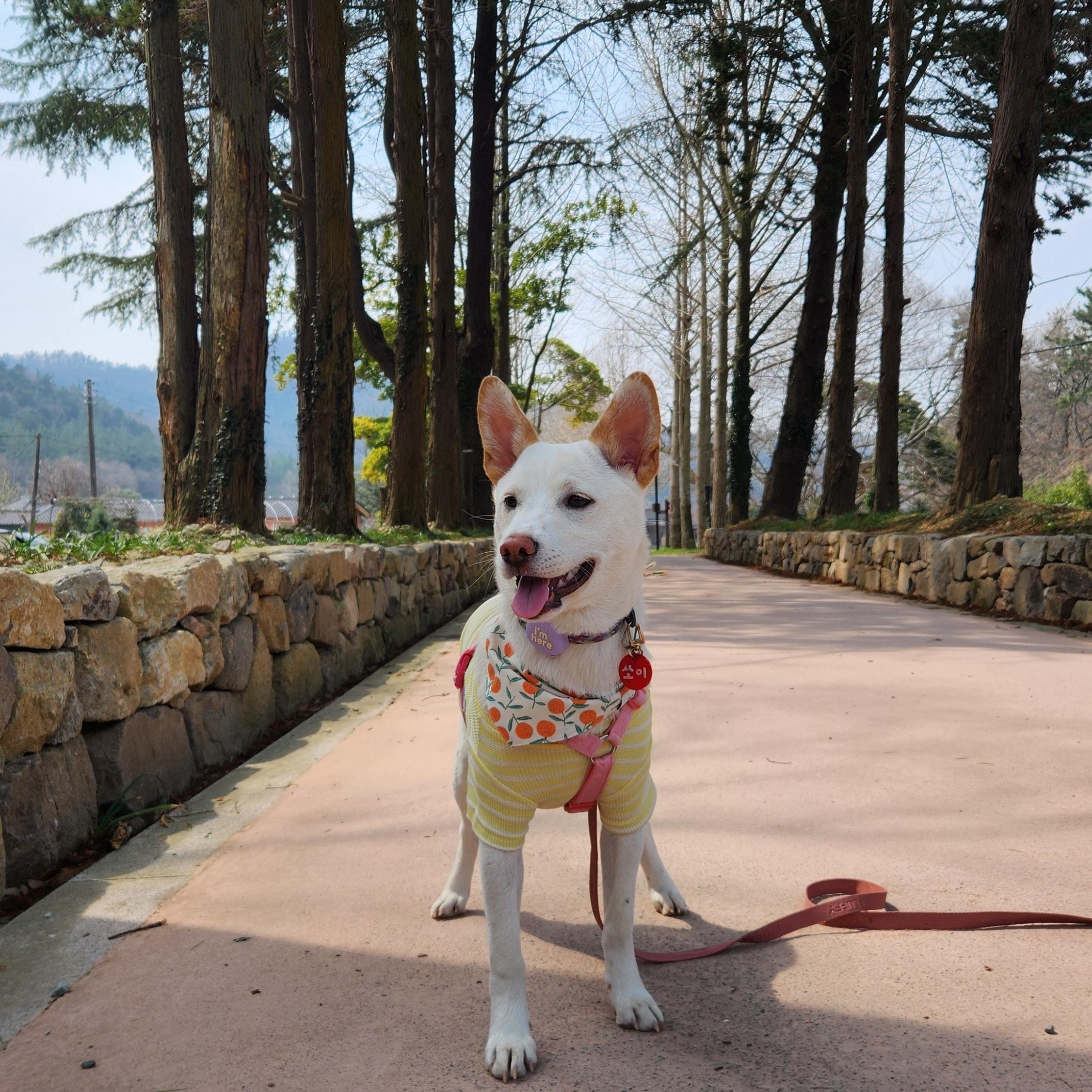 Enlarge Soy , a Adoptable mixed breed in Westbrook , ME image 6/6