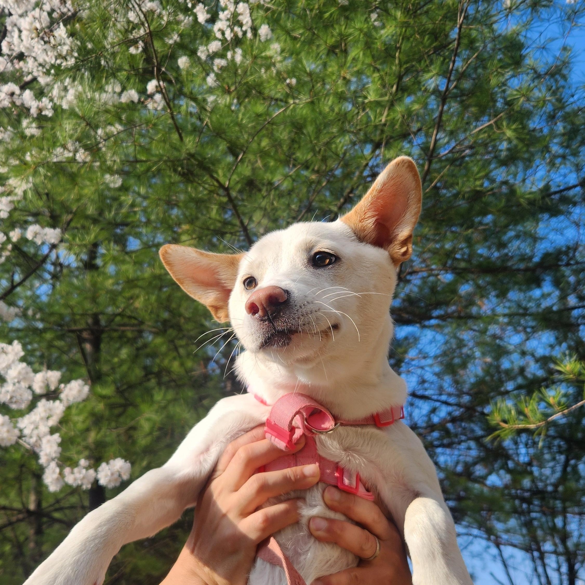 Enlarge Soy , a Adoptable mixed breed in Westbrook , ME image 4/6