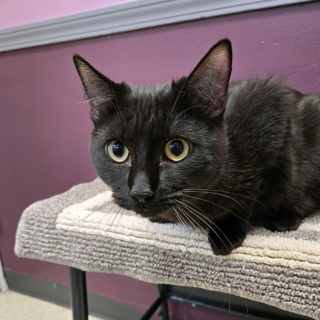 Samir, Adoptable, Young Male Domestic Short Hair.