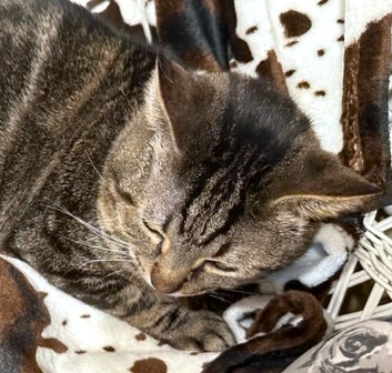 SUPER SWIRL, a Adoptable Bengal in Danbury, CT image 5/6