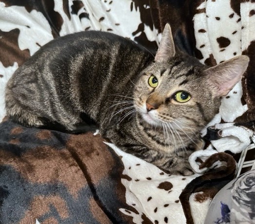 SUPER SWIRL, a Adoptable Bengal in Danbury, CT image 4/6