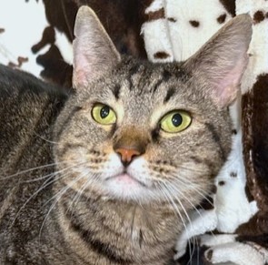 SUPER SWIRL, a Adoptable Bengal in Danbury, CT image 1/6