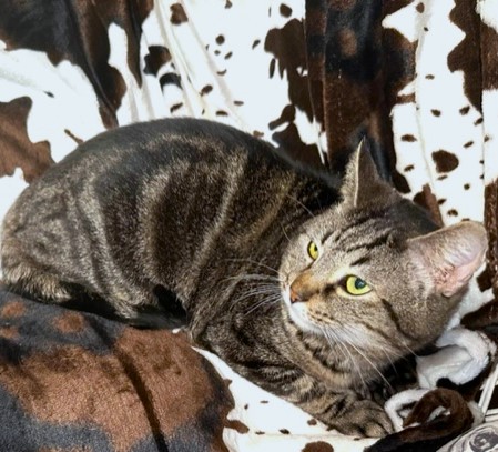 SUPER SWIRL, a Adoptable Bengal in Danbury, CT image 6/6