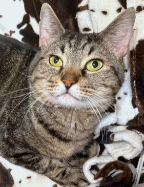 SUPER SWIRL, a Adoptable Bengal in Danbury, CT image 3/6
