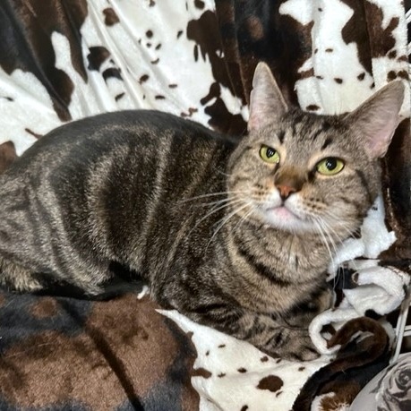 SUPER SWIRL, a Adoptable Bengal in Danbury, CT image 2/6