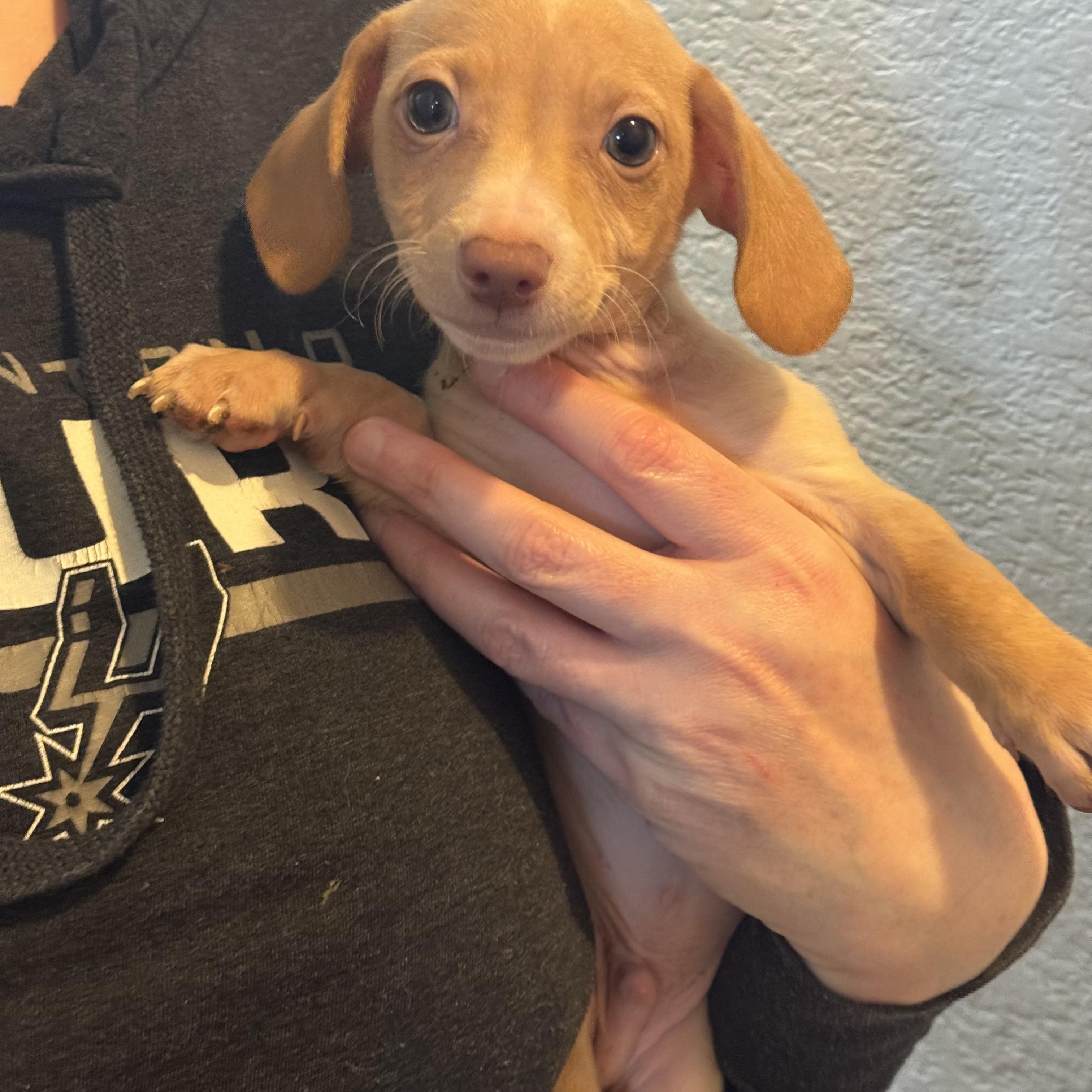 Dustin, adopted, Puppy Male Chihuahua & Dachshund.