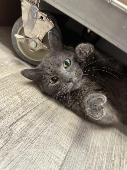 Baldur Dash, Adoptable, Young Male Domestic Short Hair & Domestic Short Hair.