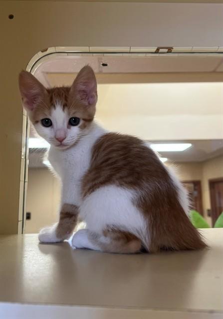 OJ, Adoptable, Kitten Male Domestic Short Hair.