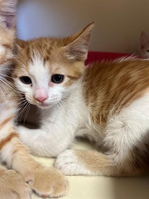 OJ, Adoptable, Kitten Male Domestic Short Hair.