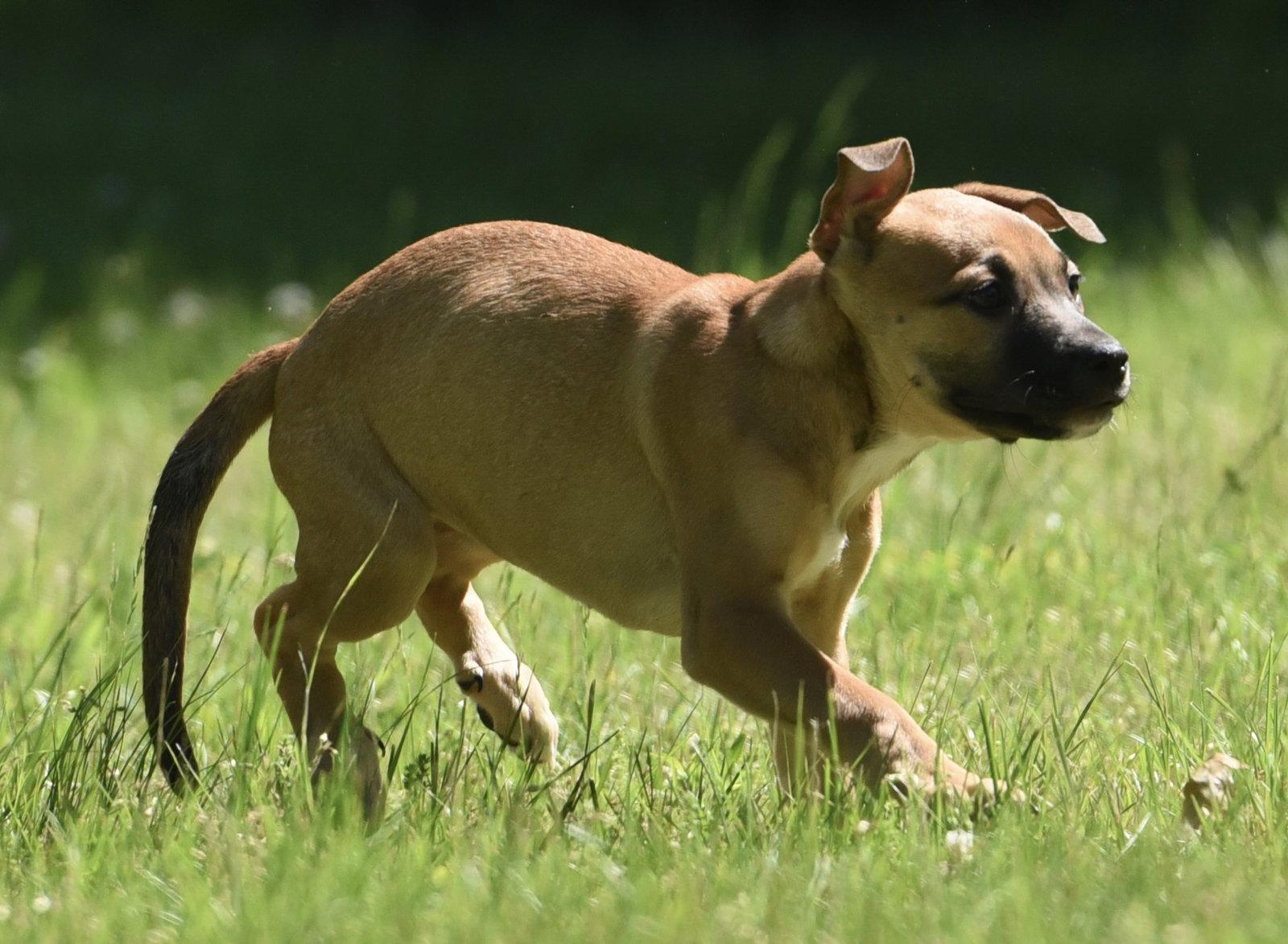 Rory, Adoptable, Puppy Female German Shepherd Dog & Labrador Retriever.