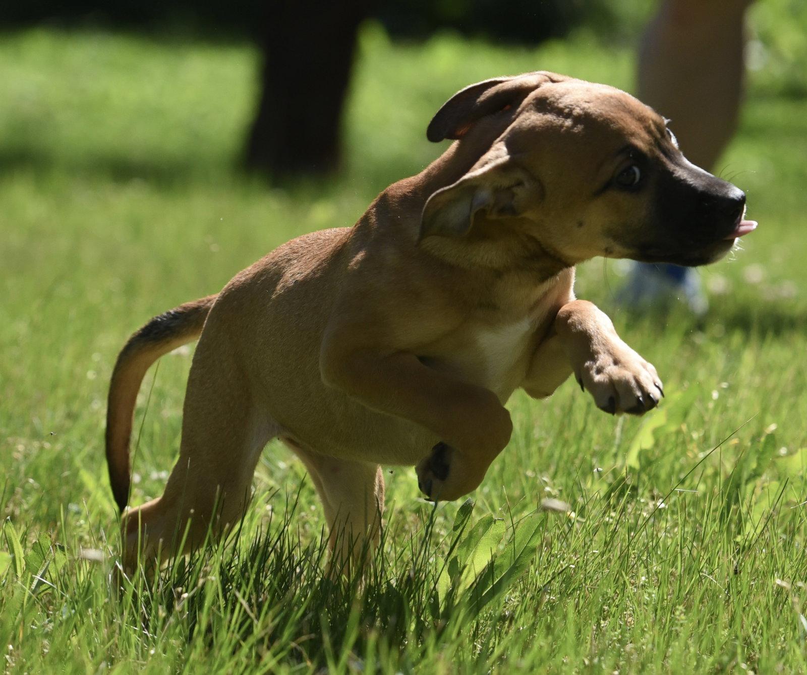 Enlarge Rory, a Adoptable mixed breed in Mechanicsburg, PA image 2/3