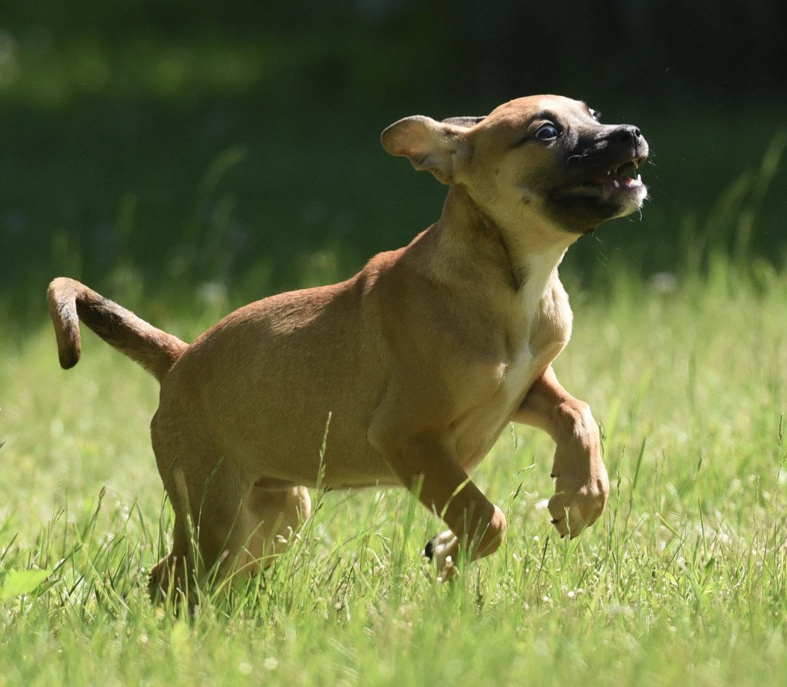 Enlarge Rory, a Adoptable mixed breed in Mechanicsburg, PA image 3/3