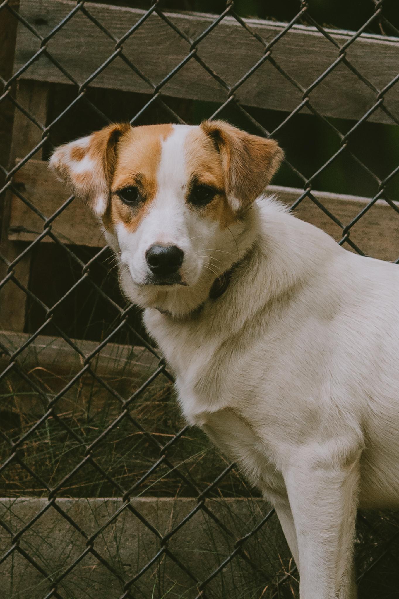 Enlarge Jade SS is in Maine, a Adoptable mixed breed in Augusta, ME image 5/6