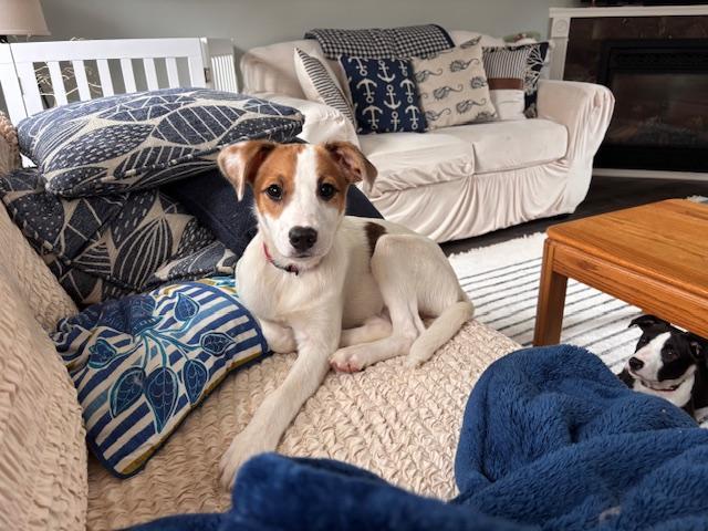 Enlarge Jade, an adoptable mixed breed in Kennebunk, ME image 5/6