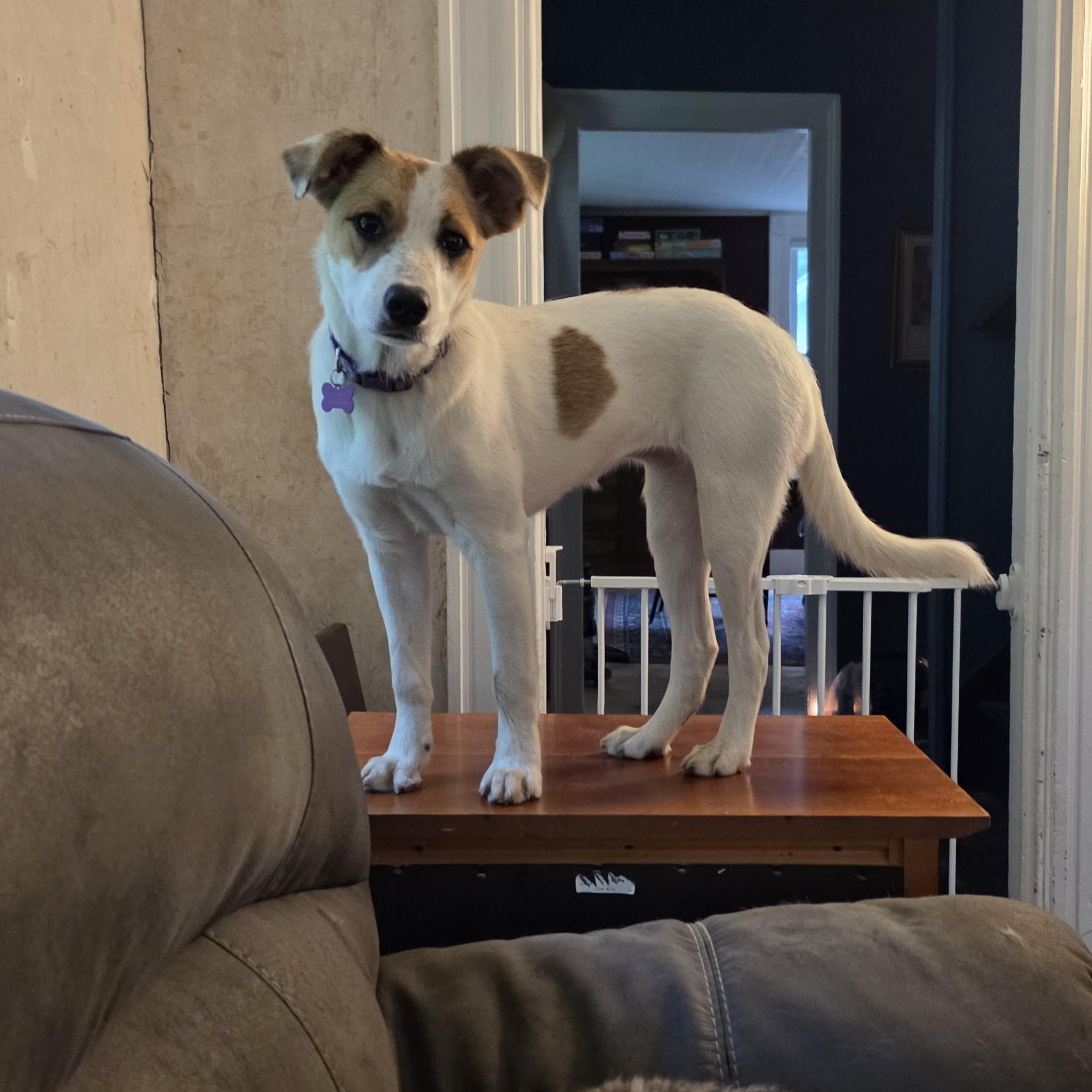 Jade SS is in Maine, an adoptable mixed breed in Augusta, ME image 2/6