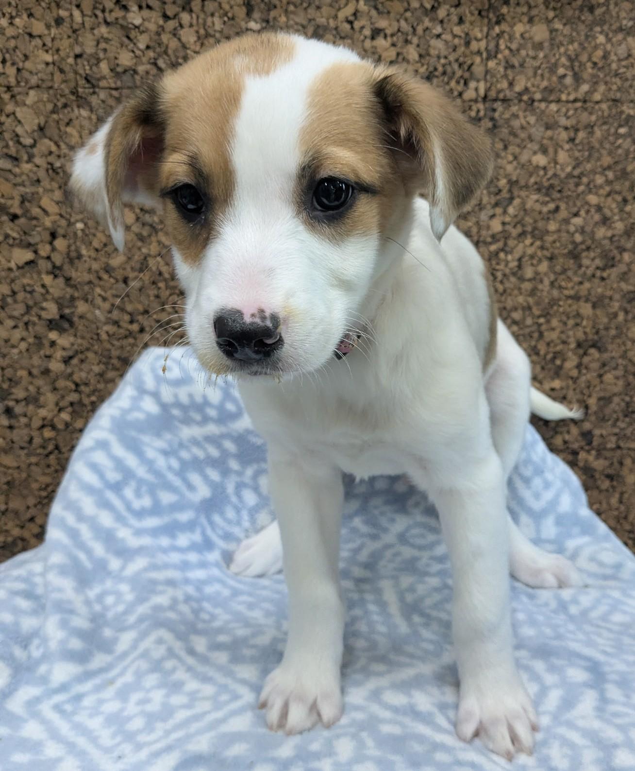 Jade, Adoptable, Puppy Female Mixed Breed & Border Collie.