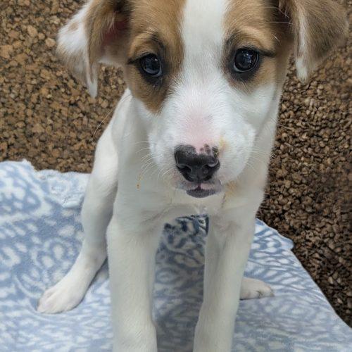 Enlarge Jade, a Adoptable mixed breed in South Portland, ME image 2/2